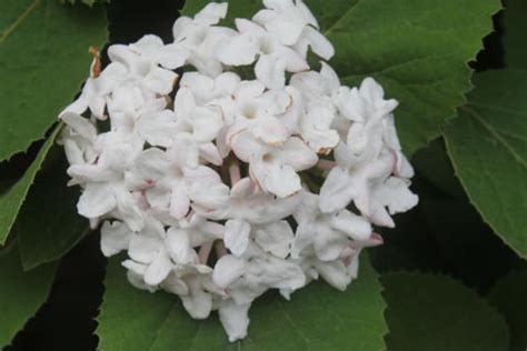 Viburnum carlesii