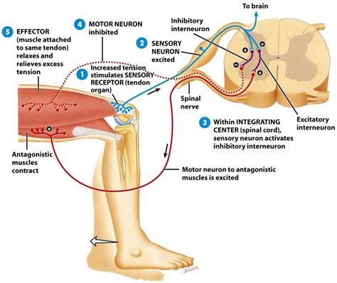 Patellar Reflex Arc Diagram - Wiring Diagram Pictures