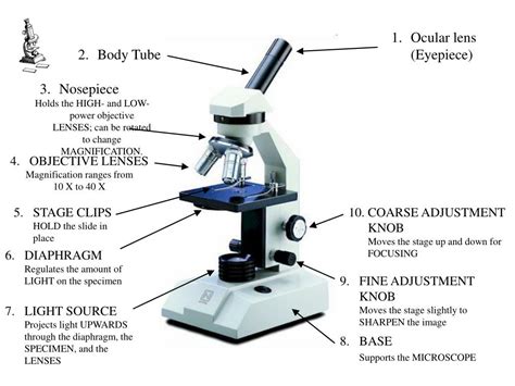 Function Of Body Tube In A Light Microscope at Rosie Mireles blog