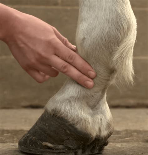 What Are The Signs Of Laminitis In Horses? | Your Vet Online