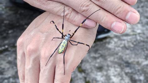 Look for Nephila pilipes in the forest and play with them - YouTube