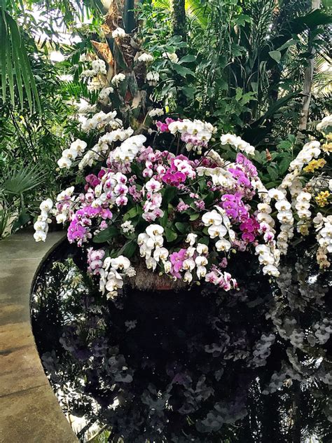 The New York Botanical Garden Orchid Show - Quintessence