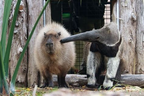 Fred the capybara and Tullah the anteater are great friends! Dallas Zoo ...