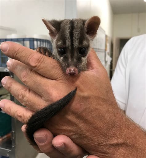 Banded Palm Civets Born at Nashville Zoo - ZooBorns