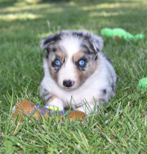 Stunning blue eye, blue merle, Border Collie puppy. 2j2kbordercollies.com | Border collie ...