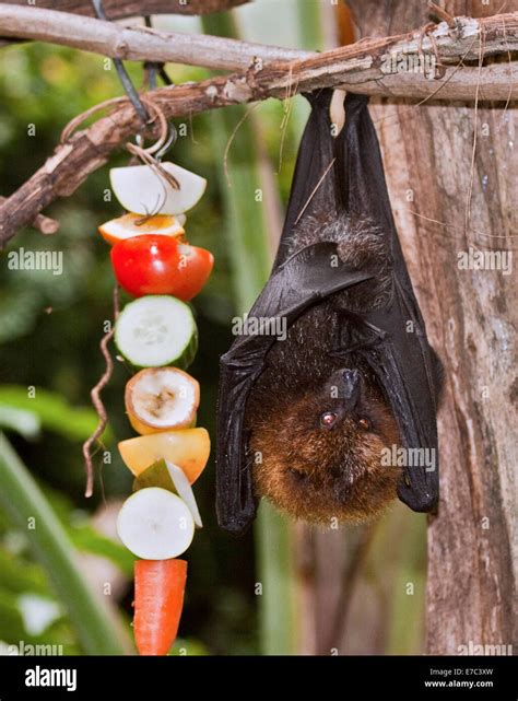 Rodrigues Fruit Bat (pteropus rodricensis) and Fruit Stock Photo - Alamy