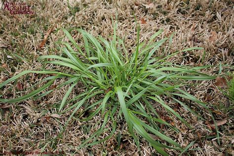 Annual Ryegrass - AggieTurf