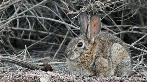 A deadly virus is killing wild rabbits in North America | Science | AAAS