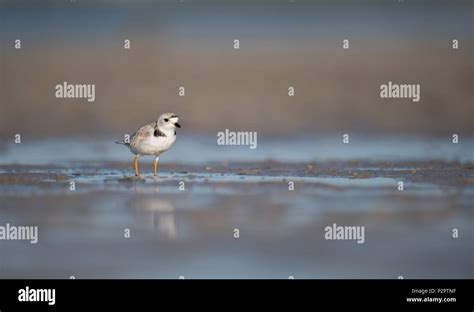 Endangered Piping Plover Stock Photo - Alamy