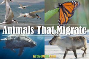 Animals That Migrate: A List Of Migratory Animals With Pictures And Facts