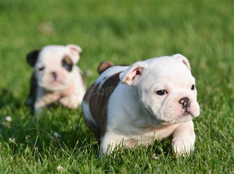 Bulldog puppies playing stock image. Image of cute, young - 72245839