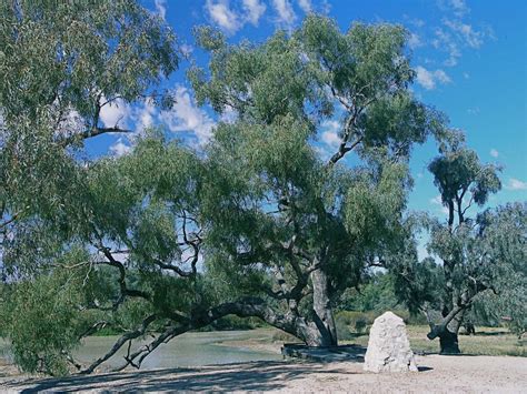 Find joy in The Australian bush by going there. Try a tree change.