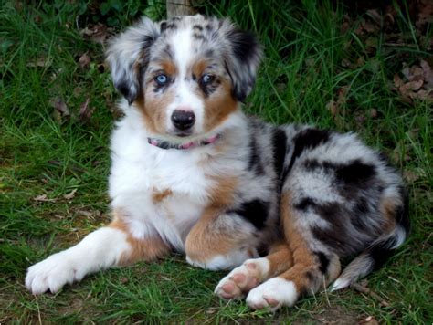 Australian Shepherd - Puppies, Breeders, Price, Facts, Pictures, Shedding | Animals Breeds