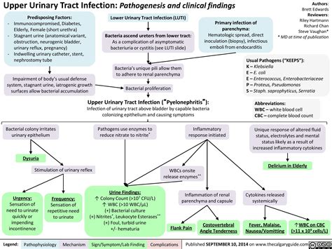 Upper Urinary Tract infection (UUTI): Pathogenesis and Clinical Findings | Calgary Guide