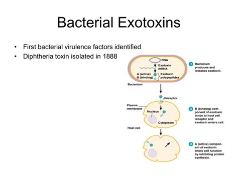 Bacterial Exotoxins