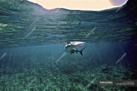 Caribbean Reef Shark — colors, Carcharhinus perezi - Stock Photo ...