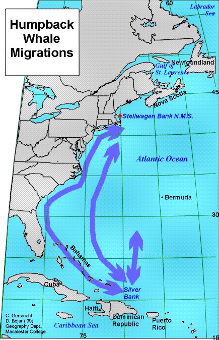 Journey North 1998: Humpback Whales