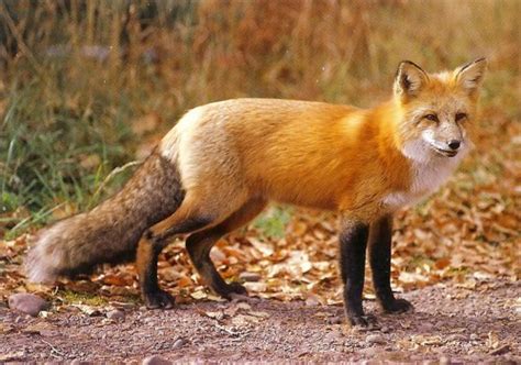 Foxes Are Amazing