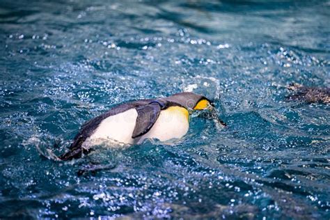 Cute Penguin Swimming in the Pool in the Zoo Stock Image - Image of ...