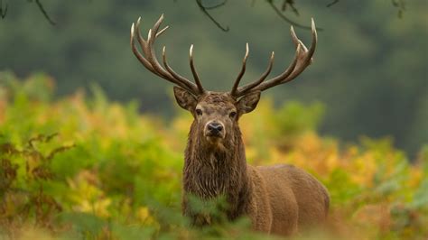 Red deer | Rewilding Britain