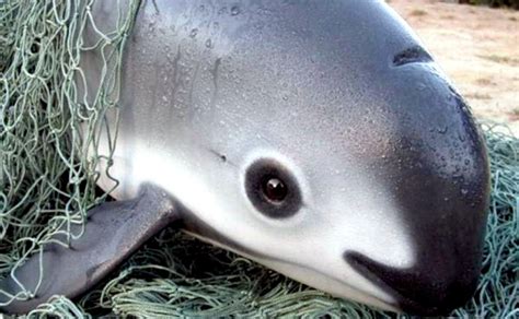 Vaquita Porpoise – "OCEAN TREASURES" Memorial Library