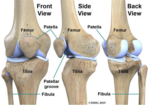 Physical Therapy in Olmos Park for Knee - Anatomy