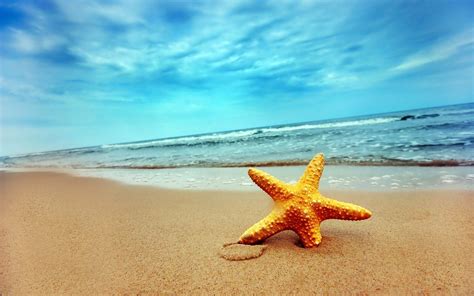 Starfish Backgrounds - Wallpaper Cave