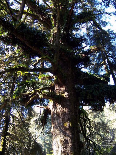 Klamath Trees of Mystery - California Attractions - Barraclou.com