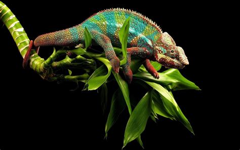 4K Chameleon Wallpapers - Top Free 4K Chameleon Backgrounds ...