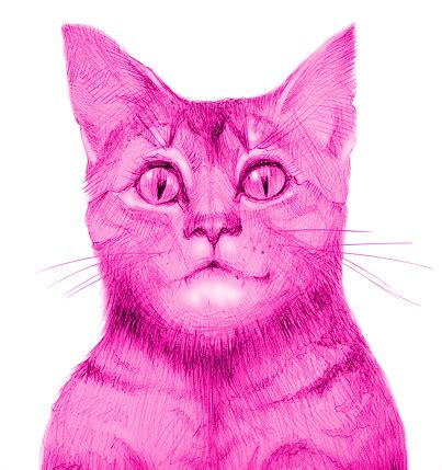 Illustration Pencil Drawing In Pink Portrait Of Cat On White Background ...