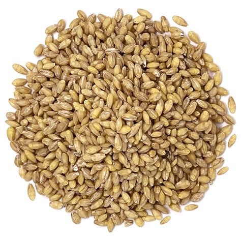 Organic Hulled Barley, 20 Pounds - Non-GMO, Kosher, Raw, Bulk Grain ...