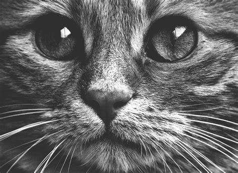 Free Images : black and white, animal, pet, kitten, whisker, fauna ...