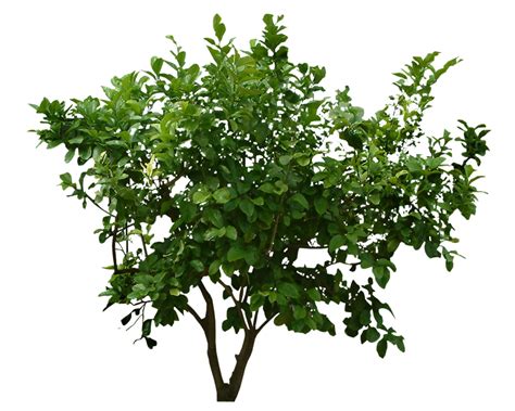 Plants PNG File | PNG All
