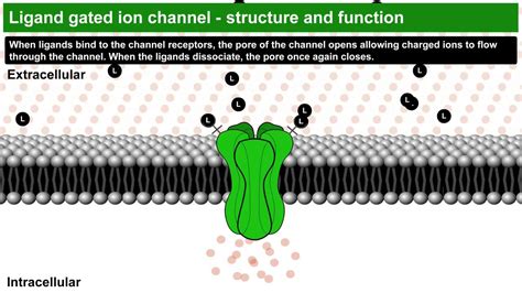 Animation ligand gated ion channels - YouTube