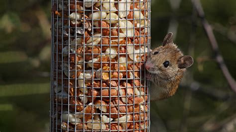 Tips For Keeping Rats and Mice Out of Your Bird Feeders