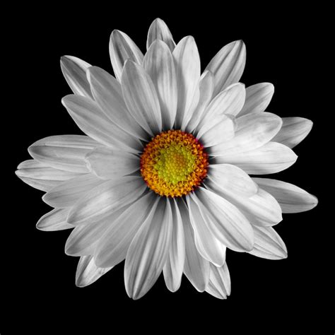 White-Daisy – Art Photo Web Studio