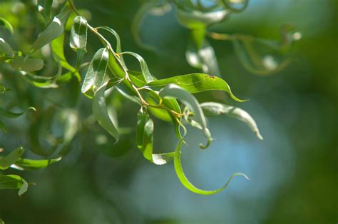 How to Grow and Care for Corkscrew Willow