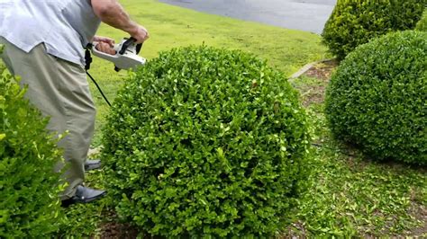 How to trim a perfectly round shrub. - YouTube