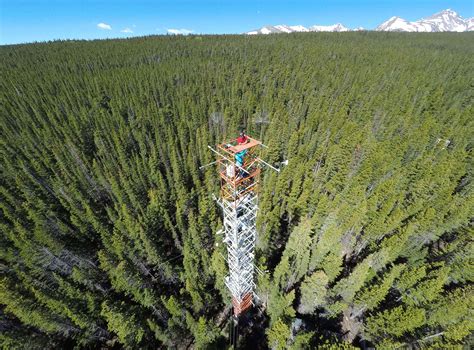 A forest “glow” reveals awakening from hibernation | UNews