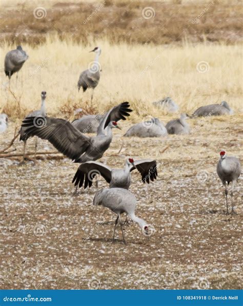 A Group of Sandhill Cranes at Whitewater Draw Wildlife Area Stock Photo ...