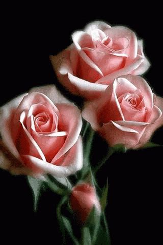 Roses Blooming Roses GIF - Roses BloomingRoses Flowers - Discover & Share GIFs