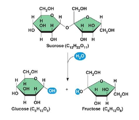 Sucrose hydrolysis to glucose and fructose. | Download Scientific Diagram