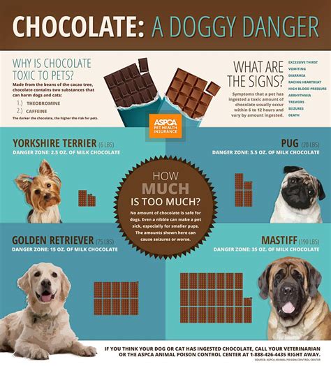 Can Dogs Eat Chocolate and Why Is Chocolate Bad for Dogs Exactly?