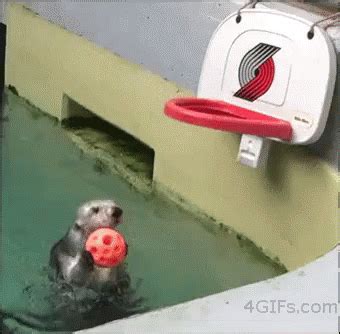Otter Dunk GIF - Basketball Otter Pool - Discover & Share GIFs | Otters ...