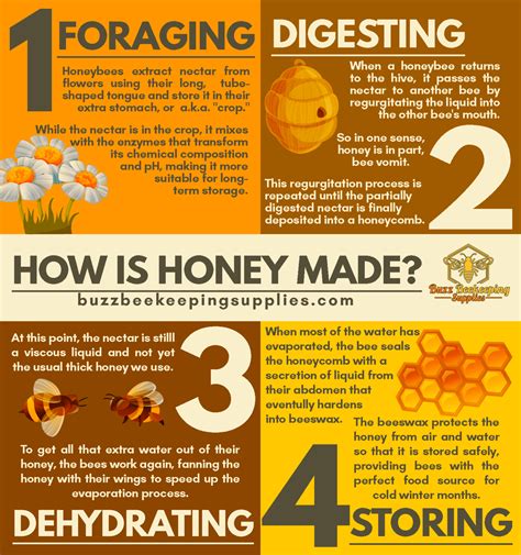 How Honey is Made - How Bees Make Honey | Buzz Beekeeping Supplies