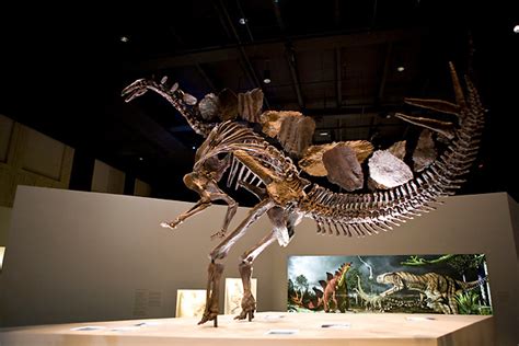 Stegosaurus skeleton at the new Paleontology Hall at the Houston Museum of Natural Science ...