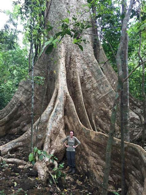 Giant Tung Tree, Vietnam. Cat Tien NP Giants, Vietnam, Human, Travel, Nature, Viajes ...