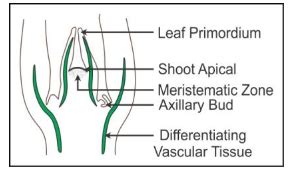 Draw well-labeled diagrams of (a) Shoot Apical Meristem (b) Root Apical Meristem - CBSE Class 11 ...