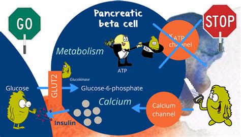 Magnesium in insulin resistance - BBC