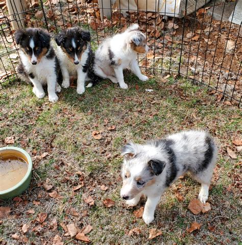 Sheltie pups for sale | Dogs & Puppies for Rehoming | Strathcona County | Kijiji